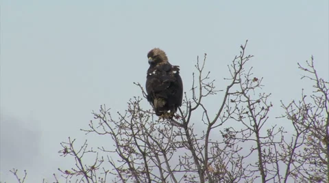 Bird Imperial eagle landed on the tree and looking for a prey before hunting Stock Footage 61186819