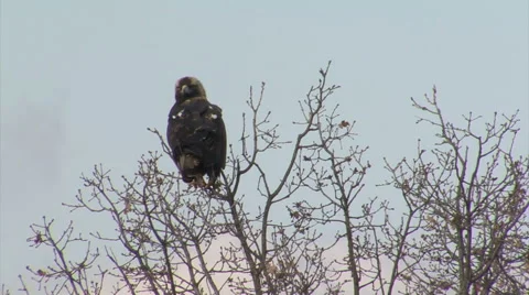 Bird Imperial eagle landed on the tree and looking for a prey before hunting Stock Footage 61186869