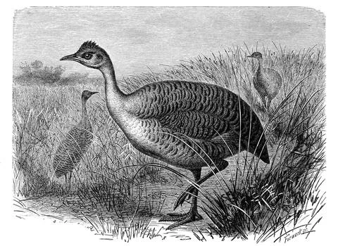 Bird Inambu Ruffed Grouse red winged tinamou Rhynchotus rufescens a species of Stock Illustration