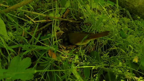 Bird incubates eggs in the nest Stock Footage 154751981
