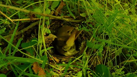 Bird incubates eggs in the nest Stock Footage 155141749
