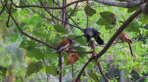 Bird of India Stock Footage 22068730