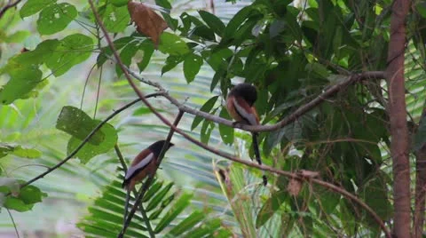 Bird of India Stock Footage 22068924