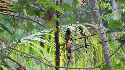 Bird of India Stock Footage 22068942