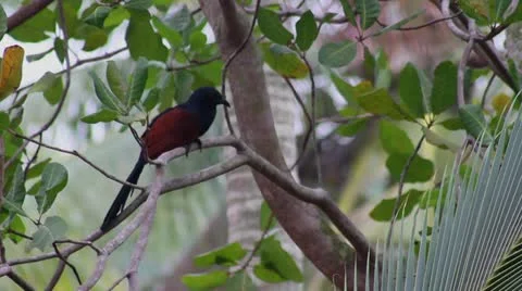 Bird of India Stock Footage 22069099
