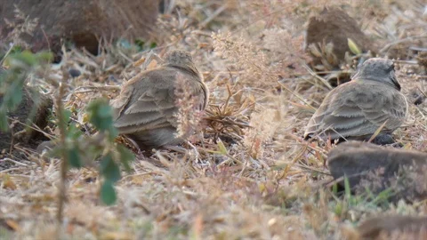 Bird in India ... 스톡 동영상 104638048