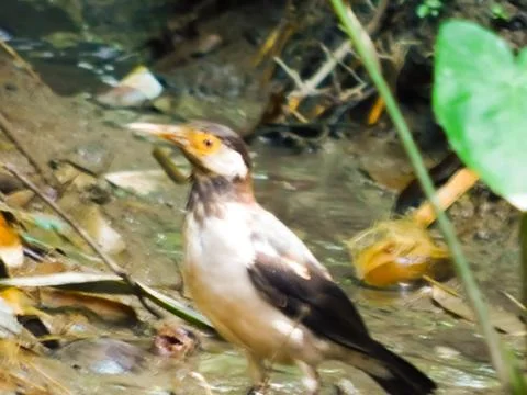 Bird india Stock Photos