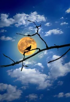Bird Infront of the Moon Foto stock