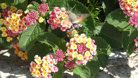 Bird like insect The hummingbird hawk moth flying between pink flowers in Greece Stock Footage 241922030