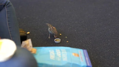 Bird inside drinking and eating crumbs Stock Footage 153143546
