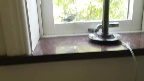 A bird inside a house Stock Footage 275589625