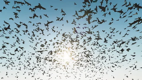 Bird Invasion Stock-Footage 239947616