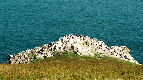 Bird Island Stock Footage 218241569