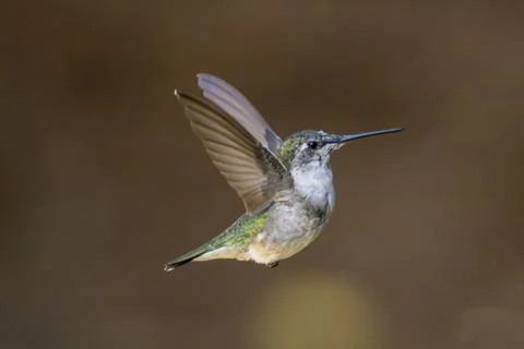 Bird Isolated Stock Photos