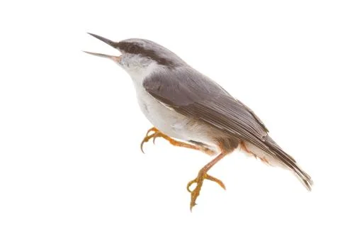 Bird isolated on a white background. nutcracker Foto stock