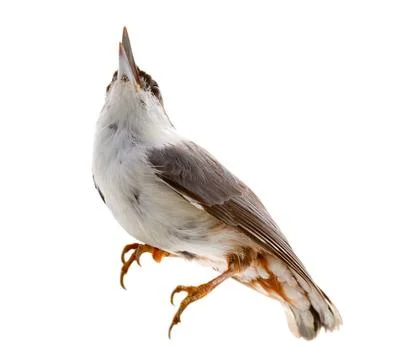 Bird isolated on a white background. nutcracker nutcracker close up on a w... Stock Photos
