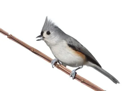 Bird isolated on white Stock Photos