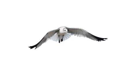 Bird Isolated on White Stock Photos