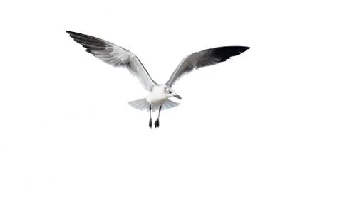 Bird Isolated on White Stock Photos