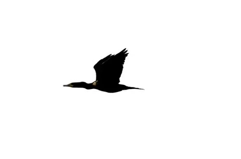 Bird Isolated on White Stock Photos
