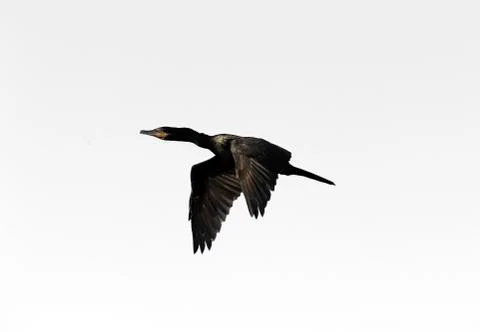 Bird Isolated on White Stock Photos