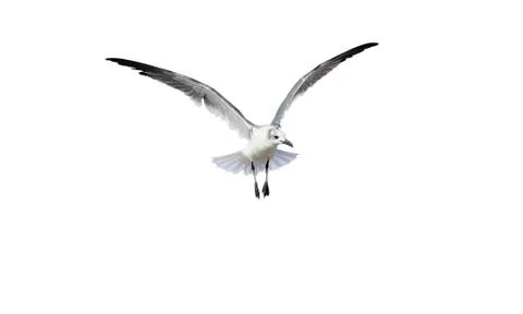 Bird Isolated on White Stock Photos