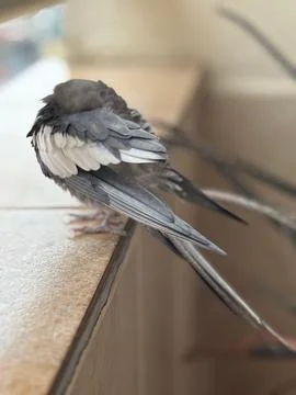 Bird with its back on a windowsill Stock Photos