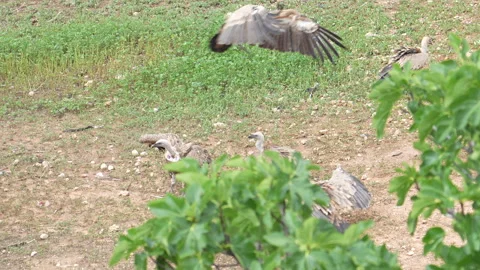 A bird with its wings spread is laying on the ground next to two other birds Stock Footage 278102556