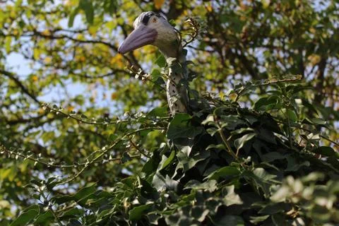 Bird in the ivy Stock Photos