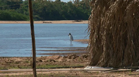 Bird - Jaburu Stock Footage 35633688