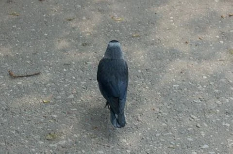 The bird is a jackdaw Stock-Fotos