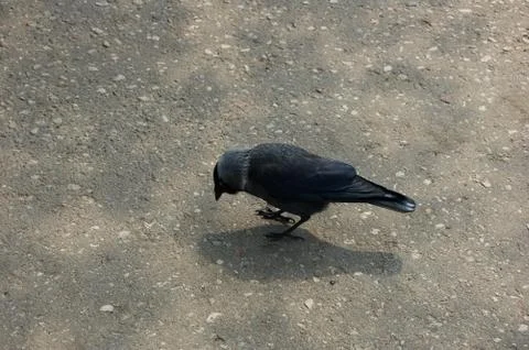 The bird is a jackdaw Foto stock