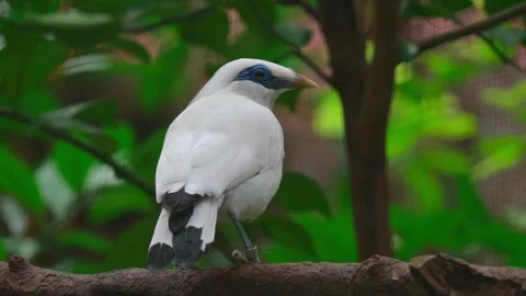 Bird jalak bali back view 스톡 동영상 242323919