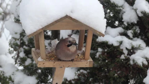 Bird Jay Eats From Feeder in Winter. Wildlife Bird Jay in All Kinds of Wood.. Stock-Footage 328322078