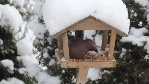 Bird Jay Eats From Feeder in Winter. Wildlife Bird Jay in All Kinds of Wood.. Video stock 343578284