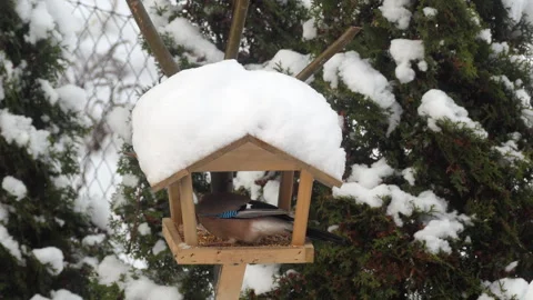 Bird Jay Eats From Feeder in Winter. Wildlife Bird Jay in All Kinds of Wood.. Video stock 343578534