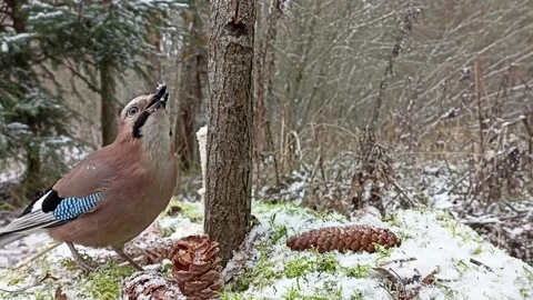 A bird of the Jay genus in the winter forest on an old stump Stock Footage 258064948