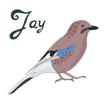Bird jay vector illustration Stock Illustration