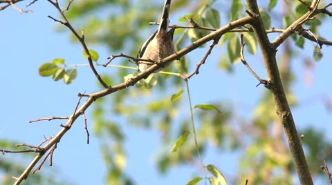 Bird jump start from a tree slow-mo, stock video Stock Footage 56317925