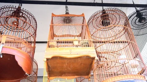 The bird jumping (flip or summersault) on his birdcage. Funny and sad animal 스톡 동영상 110733346