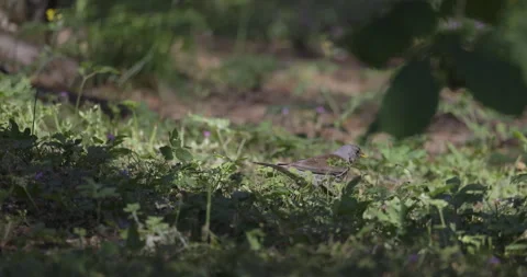 The bird is jumping on the grass, 4K slomo Stock Footage 244311632