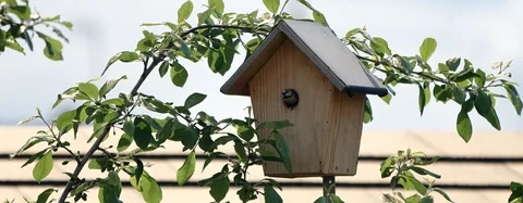 Bird jumping from home Stock Footage 118333829