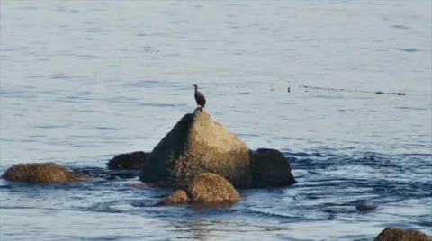 Bird jumping off rock Vídeo Stock 35424835