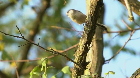 Bird jumping from a tree Slow-mo Stock Footage 56317366