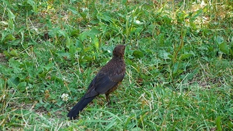 A bird jumps across the grass looking for food Stock Footage 112945457