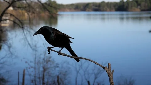 Bird jumps right at camera from a branch. Video stock 95916082