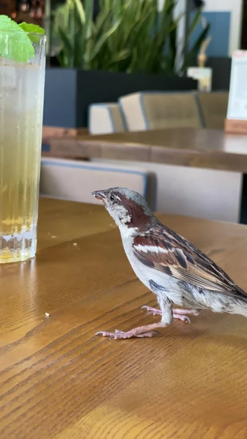 The bird jumps on the table in the cafe Stock Footage 280709360