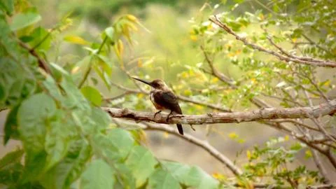 A bird in the jungle Stock Photos