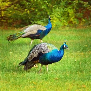 Bird Of Juno Stock Photos