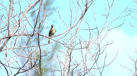 Bird Khao Lak  Stock Footage 64057627